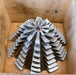Bild des Artikels KLINGELNBERG-Palloid-Wälzfräser-m=-6,0-17°30'-EGW-Zahnform-III-1-gg.-Li.