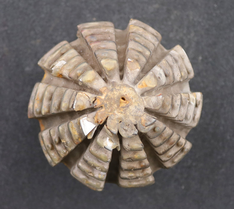 Bild des Artikels KLINGELNBERG-Palloid-Wälzfräser-m=-5,5-22°30'-EGW-Zahnform-II-1gg.-Links-HSS