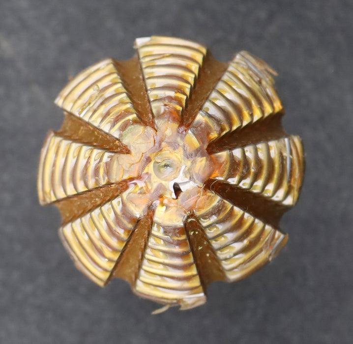 Bild des Artikels KLINGELNBERG-Palloid-Wälzfräser-m=-2,5-EGW-20°-Zahnform-I-1gg.-Links