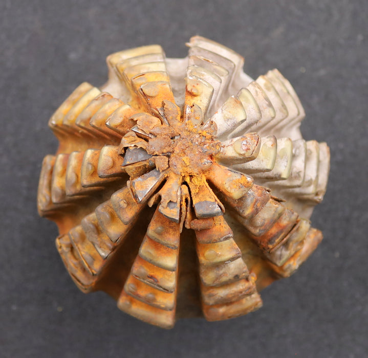 Bild des Artikels KLINGELNBERG-Palloid-Wälzfräser-m=-5,5-22°30'-EGW-Zahnform-II-1gg.-Li-Rest-100%