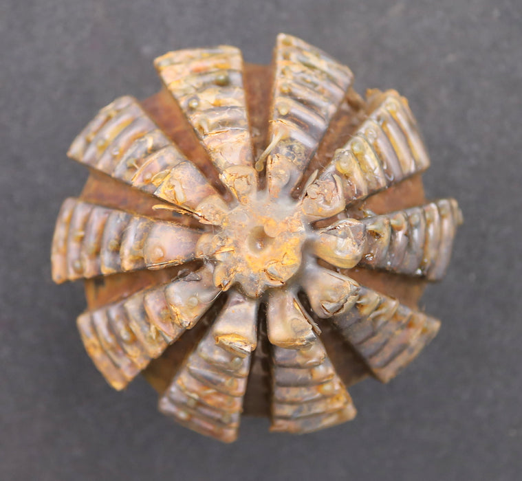 Bild des Artikels KLINGELNBERG-Palloid-Wälzfräser-m=-6-EGW-20°-Zahnform-III-1gg.-Rechts-Rest-100%