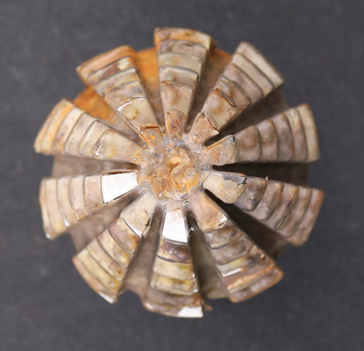 Bild des Artikels KLINGELNBERG-Palloid-Wälzfräser-m=-5,5-22°30'-EGW-Zahnform-II-1gg.-Re.-Rest-100%